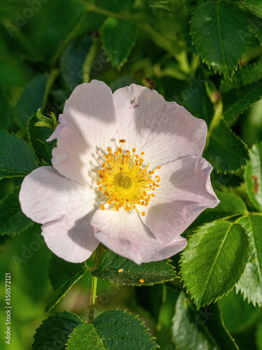 Wild rose flower. Rose hips bud. Bud blooming rose hips. Spring.