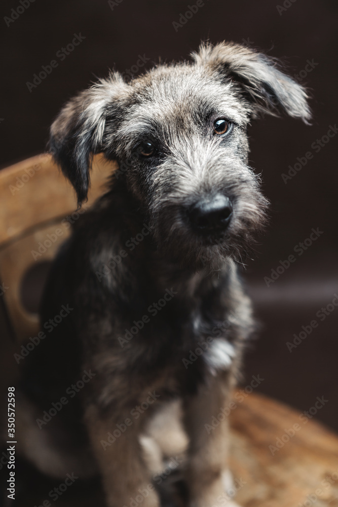 Cute funny shaggy puppy is sitting on a chair. Portrait.