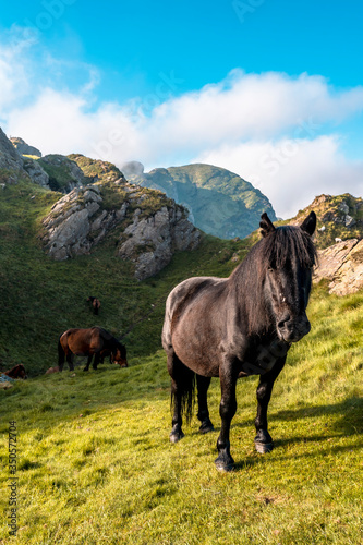 A family of horses at the top of Pe  as de Aya or also called Aiako Harria at dawn  Oiartzun. Gipuzkoa province of the Basque Country  vertical photo