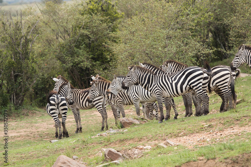 Zebras on the bank of river Mara at Masai Mara  Kenya