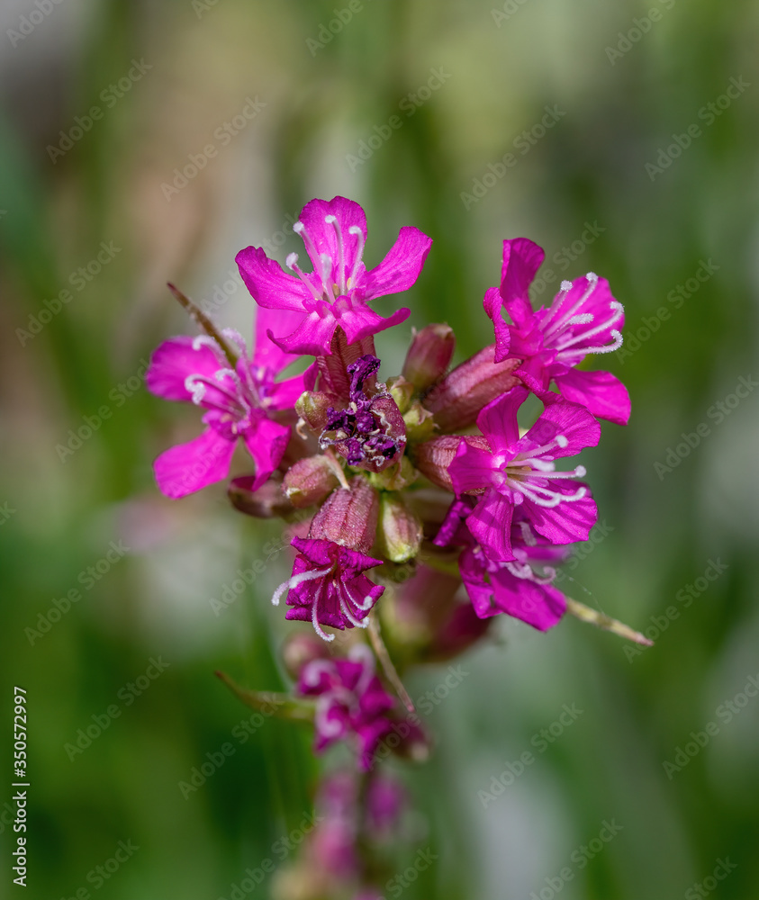 Beautiful Delicate Purple Flowers Viscaria Vulgaris Growing On Meadow
