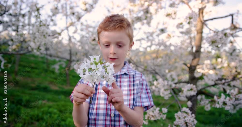 4K Of School Boy Learning Math By Counting Blossoms On Cherry Branch 4K Of School Boy Learning Math By Counting Blossoms On Cherry Branch