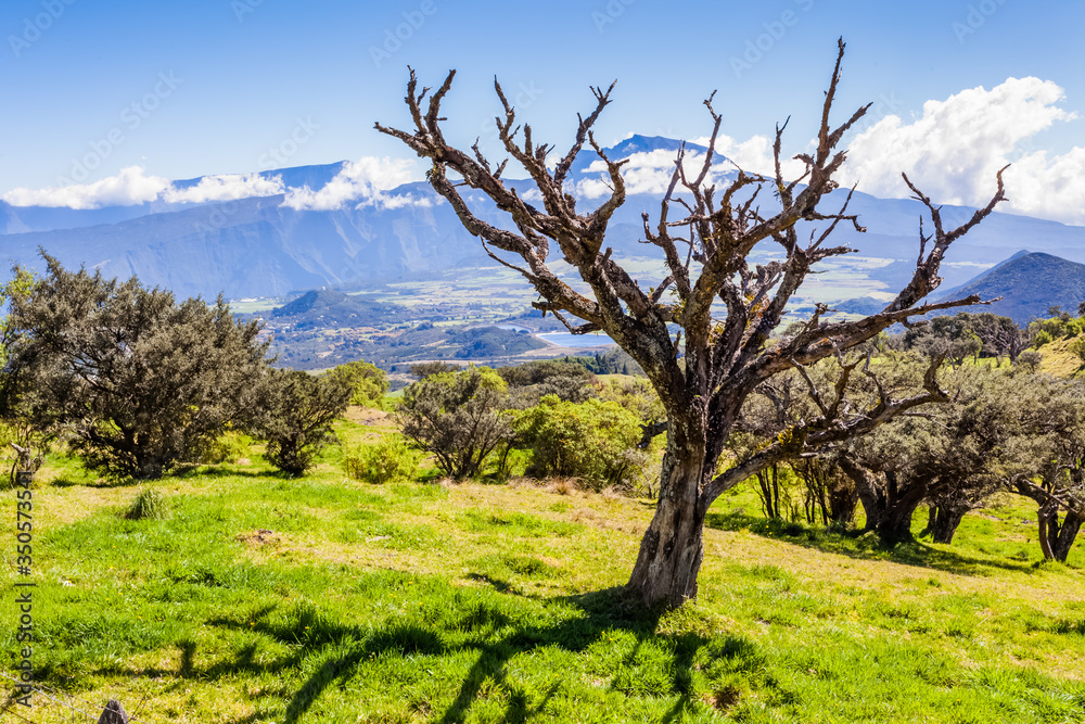 Pâturages des Hautes Plaines, île de la Réunion Pâturages des Hautes Plaines, île de la Réunion