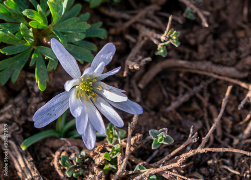 the blooming  wild flowers of Lake Eğrigöl, a hidden gem sitting at 2,350 meters in the foothills of Geyik Mountain in Antalya province. photo