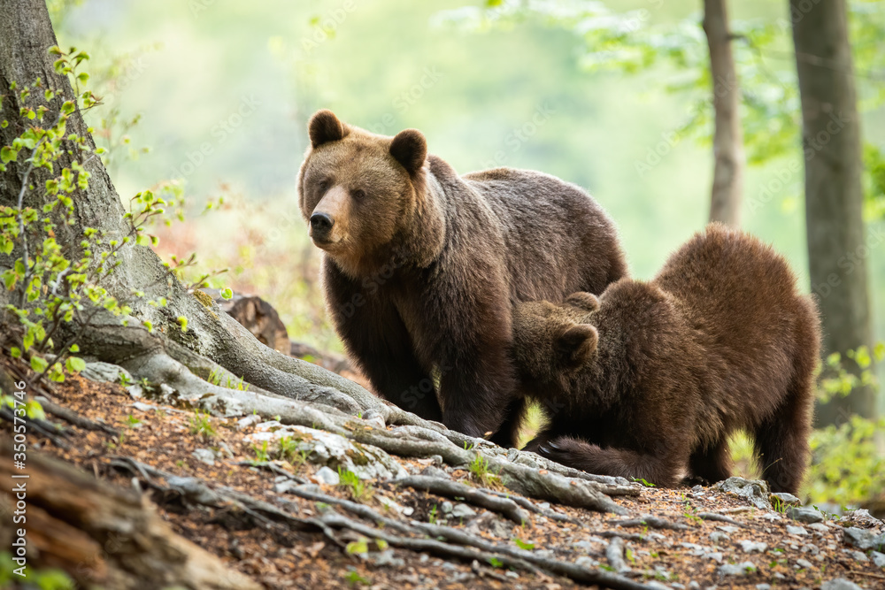 Fototapeta premium brown bear, ursus arctos, cub kneeling by its mother and drinking milk in green forest. Loving animal mother breastfeeding her offspring. Furry mammal in summer nature.