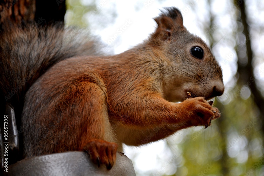 squirrel eating nut