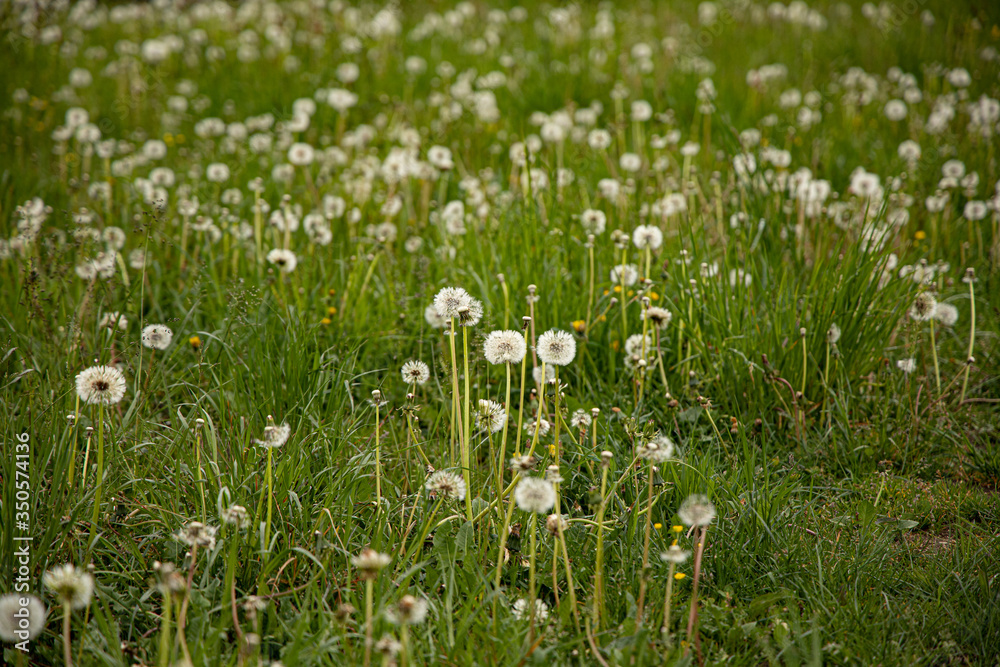 custom made wallpaper toronto digitaldandelion blossom on green meadow