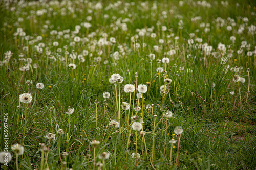 dandelion blossom on green meadow