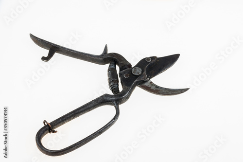 Old scissors for pruning.