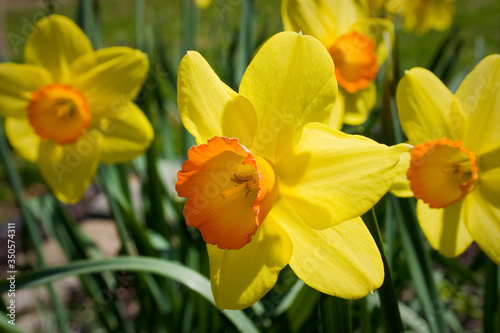Photography Jonquil Yellow Spring Flowers with Orange Centers Narcissus Jonquilla