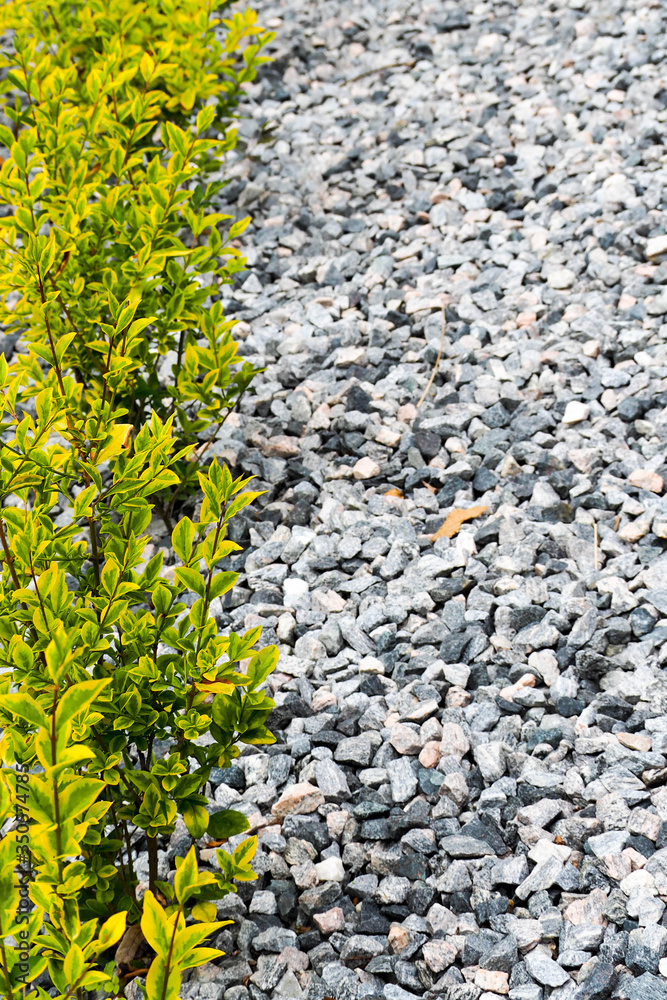 decorative bushes with green and yellow leaves on the left against a background of gray large stones . design in the garden decorative bushes with green and yellow leaves on the left against a background of gray large stones . design in the garden