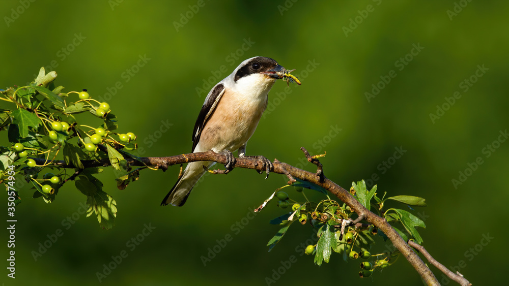Male red-backed shrike, lanius collurio, sitting on a twig and holding insect in beak in summer sunny nature. Wild bird with a catch perched on branch from front view with copy space.