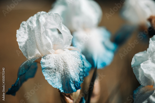 Фотография A white iris plant in garden bloom in spring