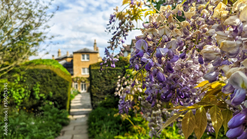 english tipical house with bloomed trees in the front