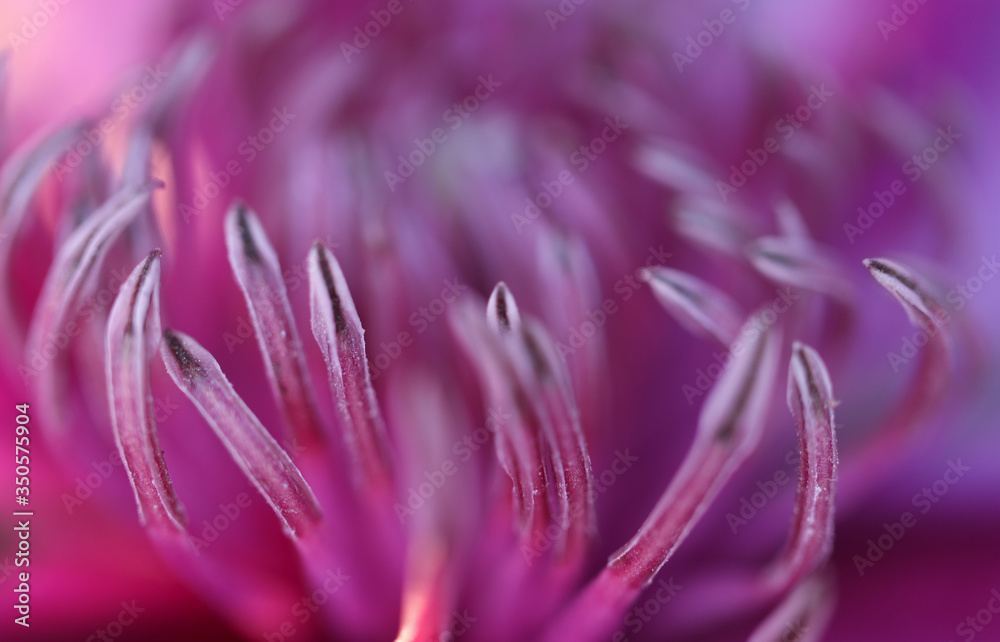 Macro shot of a stamen of a blooming clematis close up, as a natural natural beautiful background