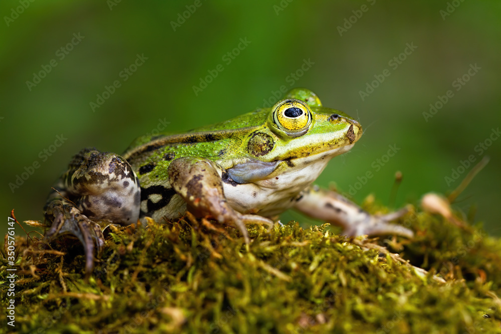 Small edible frog, pelophylax esculentus, with green skin and big yellow eye in summer nature. Wild animal on the ground with moss. Full body of an amphibian from low angle view. Small edible frog, pelophylax esculentus, with green skin and big yellow eye in summer nature. Wild animal on the ground with moss. Full body of an amphibian from low angle view.