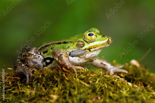 Small edible frog, pelophylax esculentus, with green skin and big yellow eye in summer nature. Wild animal on the ground with moss. Full body of an amphibian from low angle view.