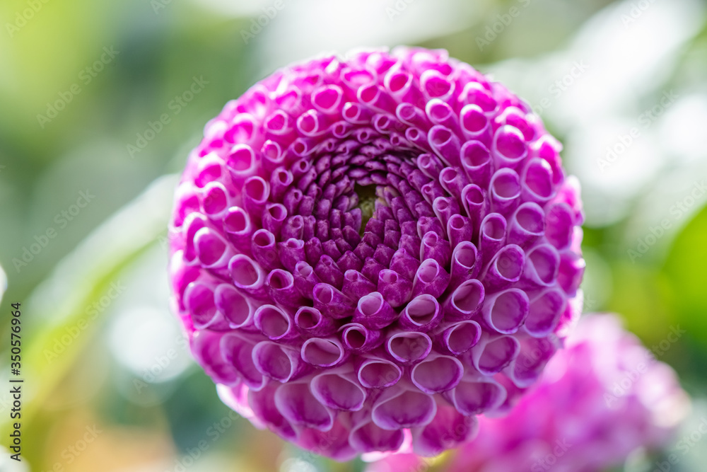 flower flower