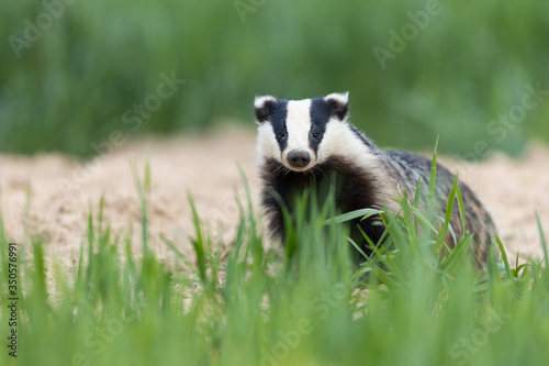 Badger, Meles meles, single mammal at dusk © szczepank