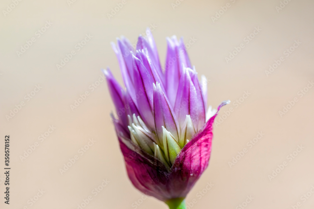 Blossom of the chives in the seasonal garden