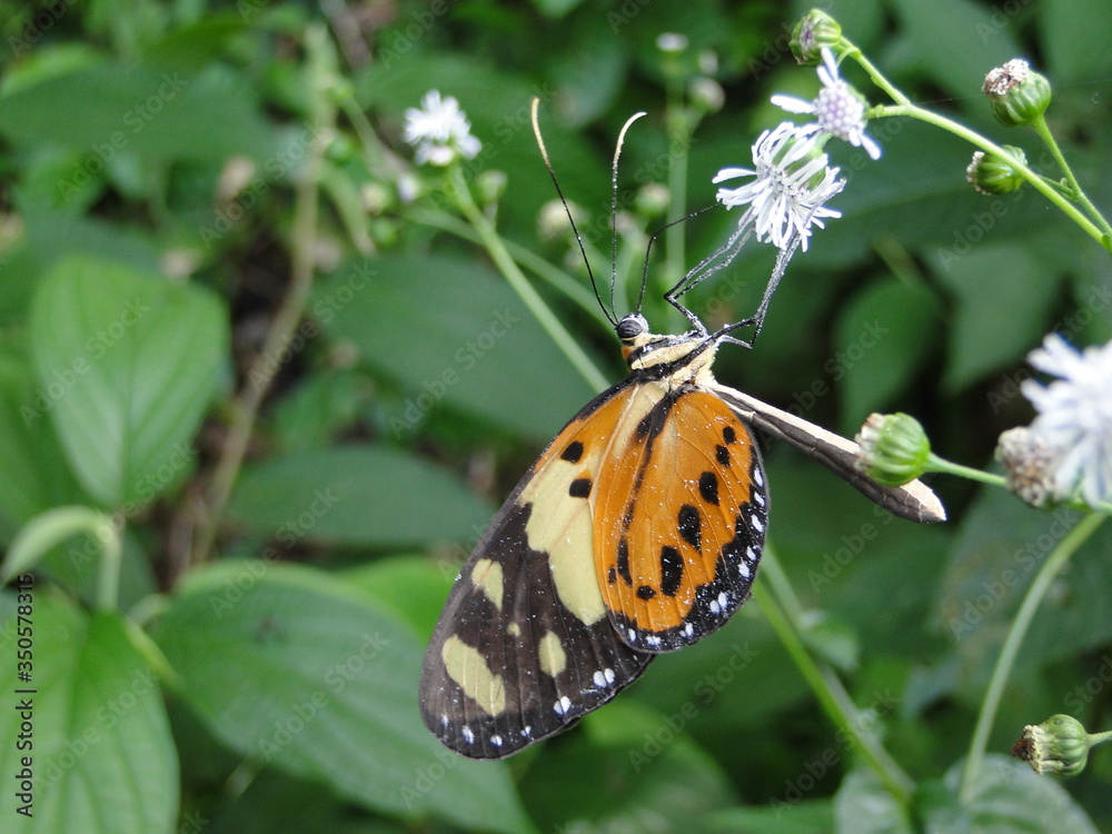 Obraz premium Orange, yellow and black butterfly found in the Atlantic Forest of the north coast of São Paulo, Brazil