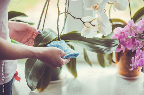 Woman caring for potted flowers on a windowsill. Orchid bloom. watering