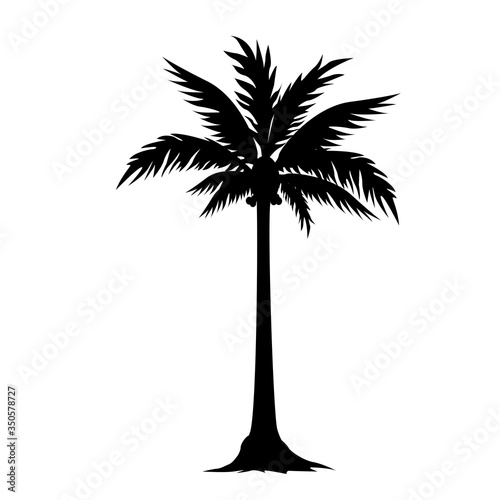 silhouette coconut tree
