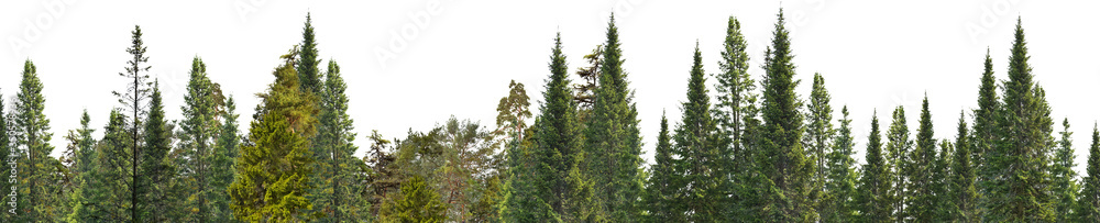 green wood of coniferous trees stripe isolated on white green wood of coniferous trees stripe isolated on white