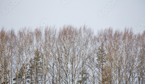 bare birch forest on grey