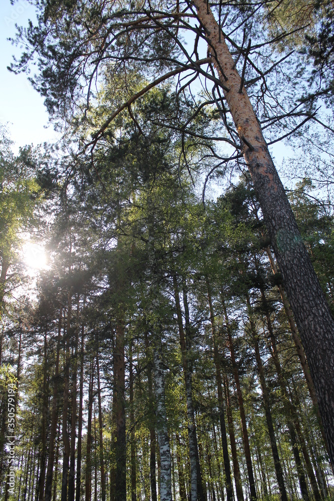Fototapeta premium forest,green