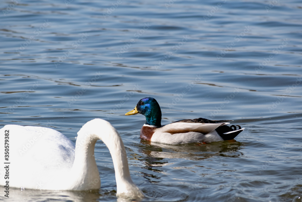 Obraz premium A small duck and Drake swim near the shore on a quiet pond in shallow water with a sandy beach in Sunny weather