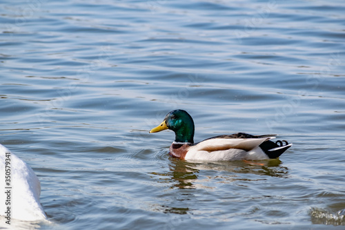 A small duck and Drake swim near the shore on a quiet pond in shallow water with a sandy beach in Sunny weather