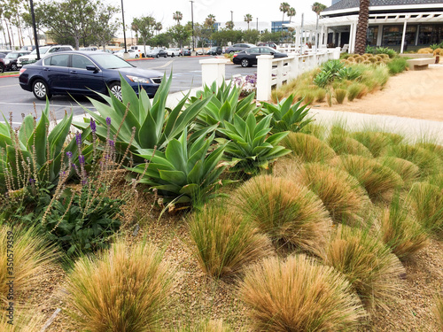 Foto Drought tolerant green plants in garden with stone landscaping like desert flora