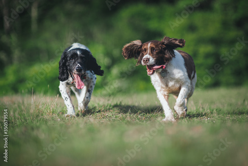 Photography An old elderly English Springer Spaniel dog at 14 years age, Happy and enjoying life
