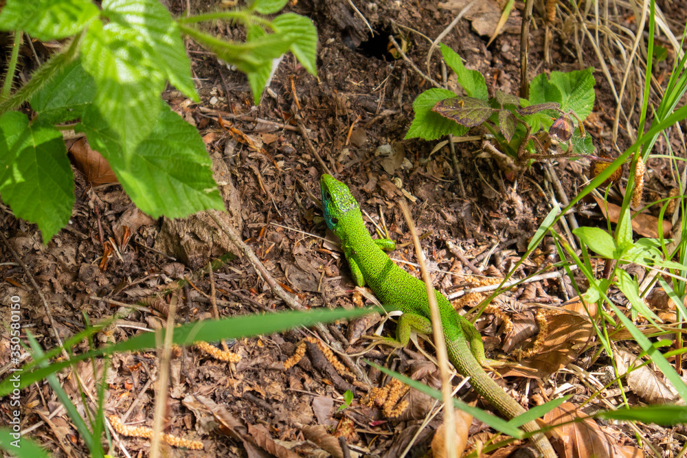 European green lizard, Lacerta viridis, resting in the sun camouflaged by green foliage, in croatian national park Plitvice lakes, Unesco world heritage site European green lizard, Lacerta viridis, resting in the sun camouflaged by green foliage, in croatian national park Plitvice lakes, Unesco world heritage site