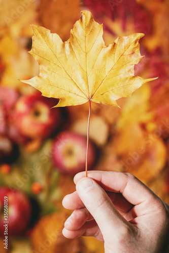 Yellow maple leaf in man s hand over variety of red and yellow autumn leaves with apples and nuts. Flat lay. Fall creative background.