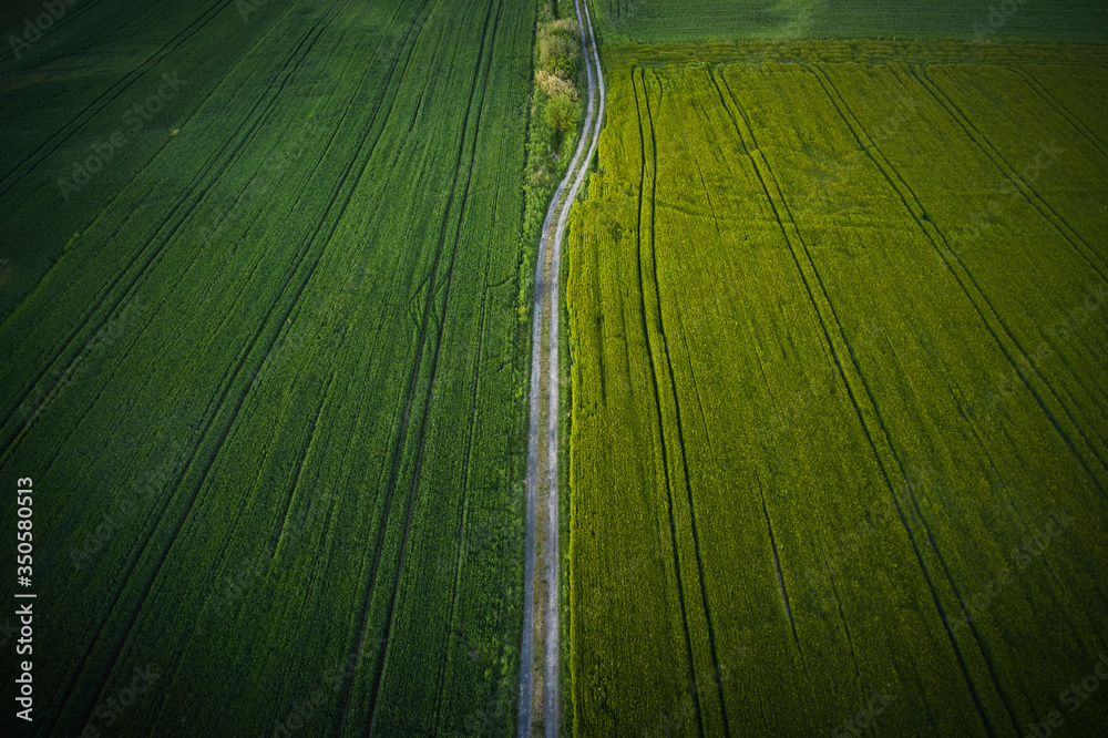 A drone photo of a dirt road between green meadows. Farm in Poland photographed from the air, drone photography, aerial view