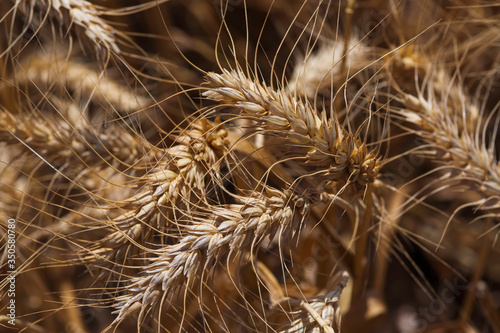 Top view of ears of ripe golden wheat closeup