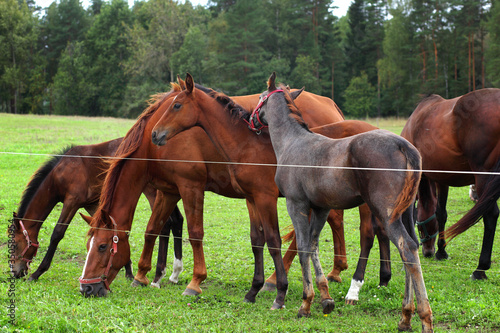 horse and foal