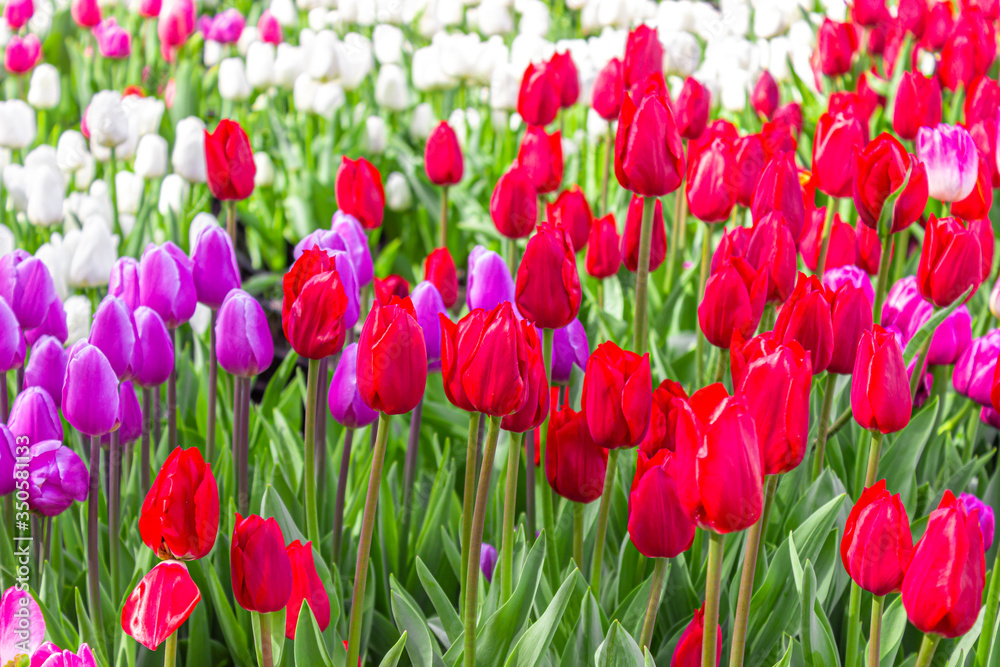 Bright blooming tulips on a summer day, floral background for design Bright blooming tulips on a summer day, floral background for design