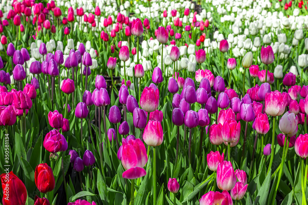 Bright lilac, white and red tulips on a background of greenery, floral background for design