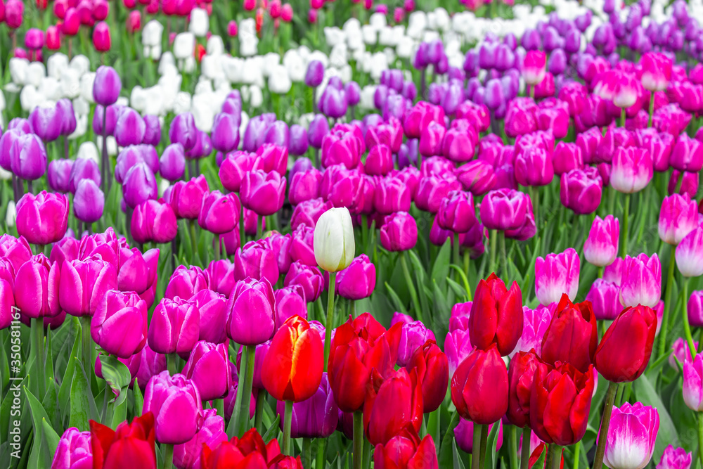 Blooming lilac, white and red tulips on a background of greenery, floral background for design Blooming lilac, white and red tulips on a background of greenery, floral background for design