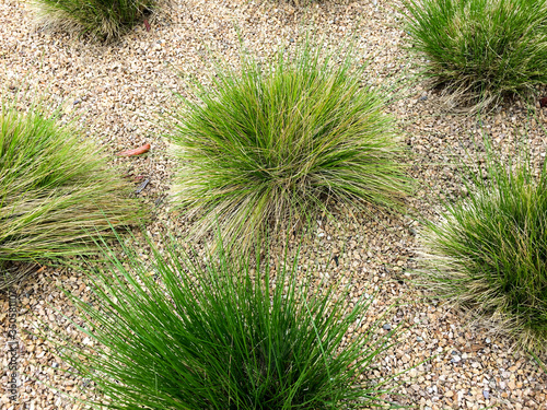 Drought tolerant green plants in garden with stone landscaping like desert flora photo