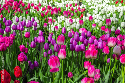 Bright lilac, white and red tulips on a background of greenery, floral background for design