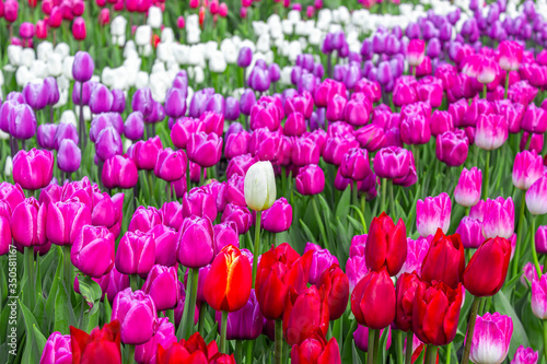 Blooming lilac  white and red tulips on a background of greenery  floral background for design