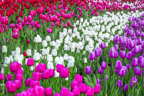 Field of bright flowers, red, lilac and white tulips, selective focus