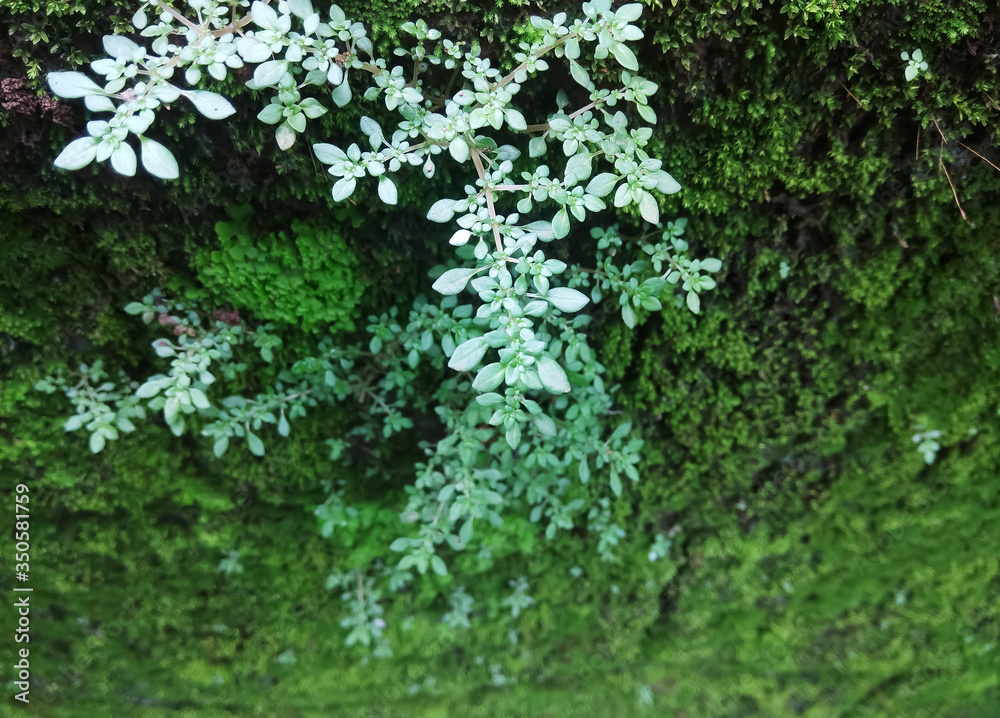 green moss on the wall