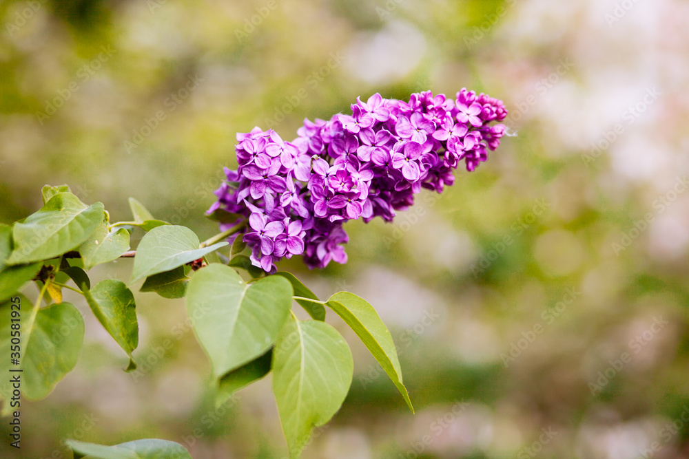 Purple lilac blossoms blooming in springtime Purple lilac blossoms blooming in springtime