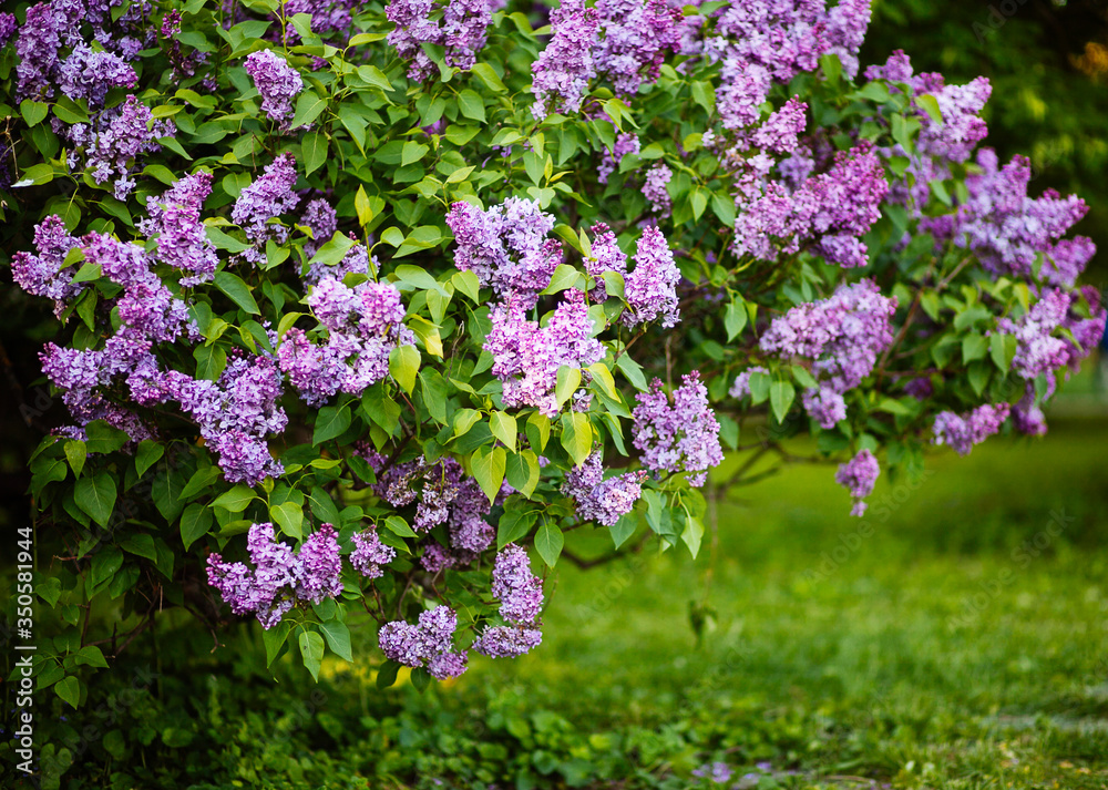 Purple lilac blossoms blooming in springtime Purple lilac blossoms blooming in springtime