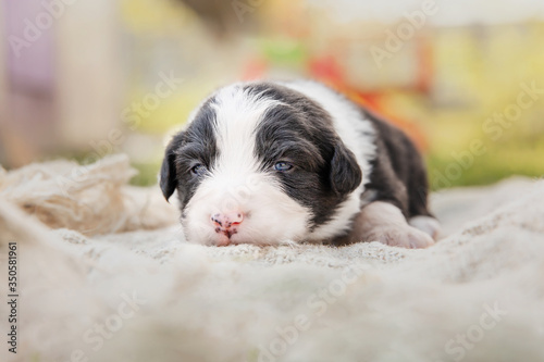 Australian Shepherd Puppy. Newborn puppy. 